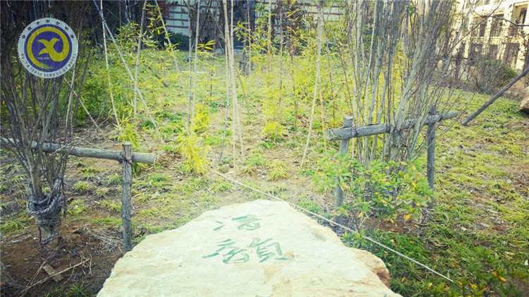 雪園“石頭記”，最美是氣質(zhì)(圖6)