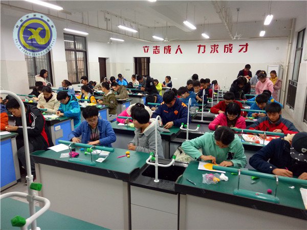 制作生物模型 體驗(yàn)生命奧秘(圖3)