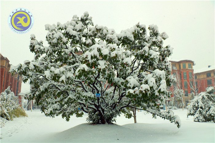 梅雪盼冬來(lái)，微笑迎春歸(圖4)