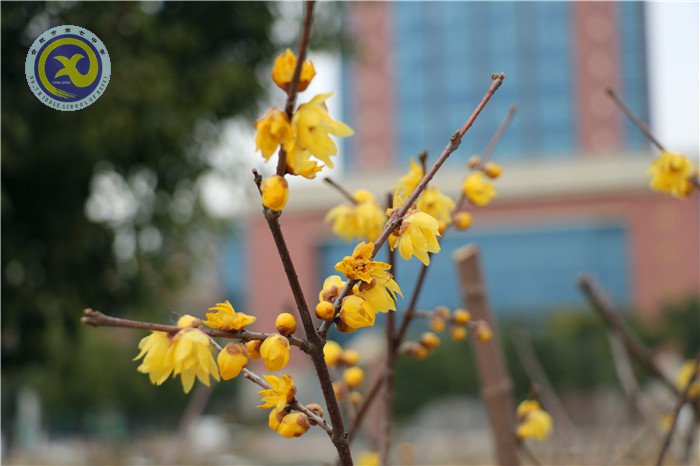 梅雪盼冬來(lái)，微笑迎春歸(圖15)