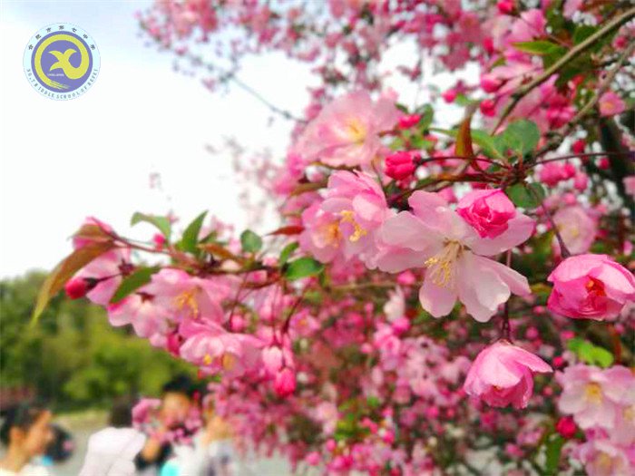 春風(fēng)依舊，又是一年桃花香(圖2)