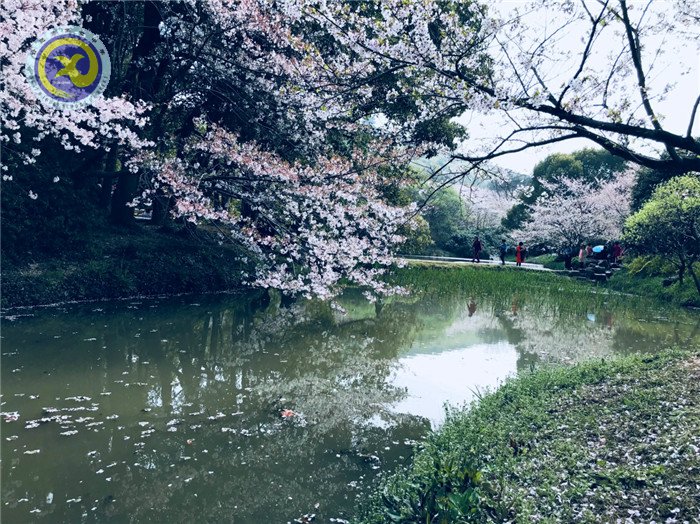  其時(shí)櫻花爛漫，詩(shī)書彌香(圖1)