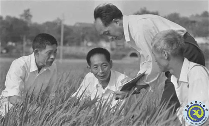△1980年10月，袁隆平團隊攻克制種關(guān).jpg